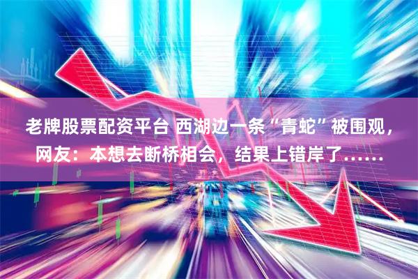 老牌股票配资平台 西湖边一条“青蛇”被围观，网友：本想去断桥相会，结果上错岸了……
